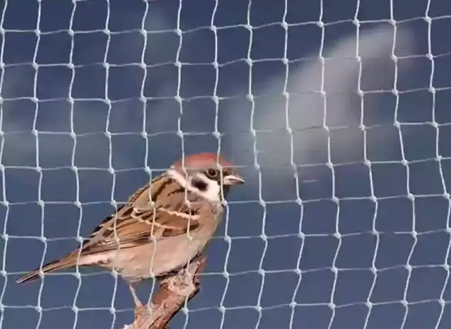 Pigeon & Bird Control installation example 2