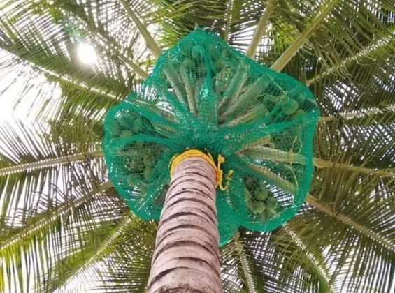 Coconut tree safety net positioned to catch falling coconuts