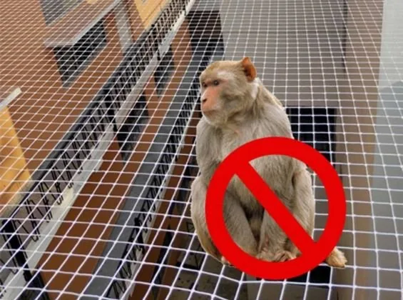 Heavy-duty net installed to discourage monkey entry
