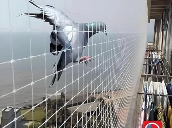 Pigeon safety net fitted around a balcony