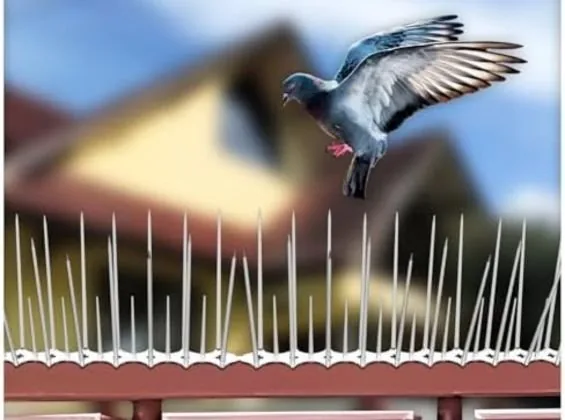Bird spikes installed along a building ledge